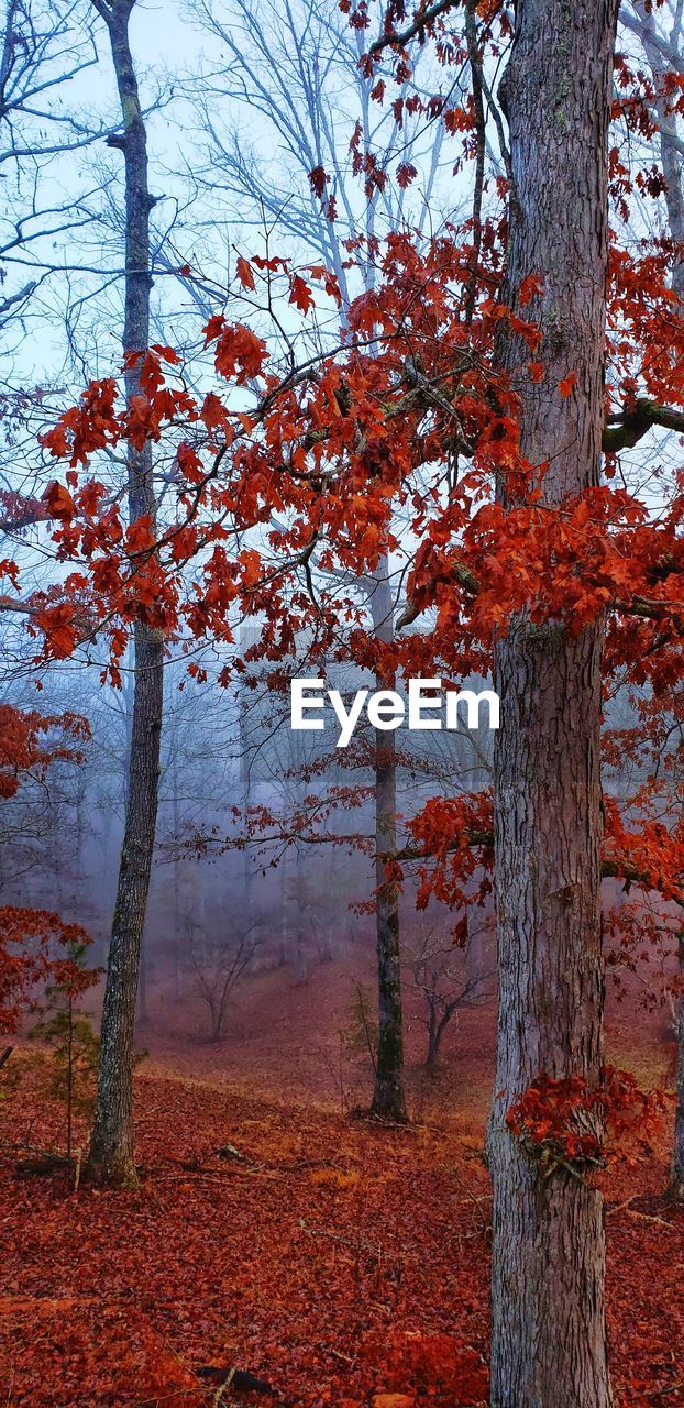 TREES BY PLANTS IN FOREST DURING AUTUMN