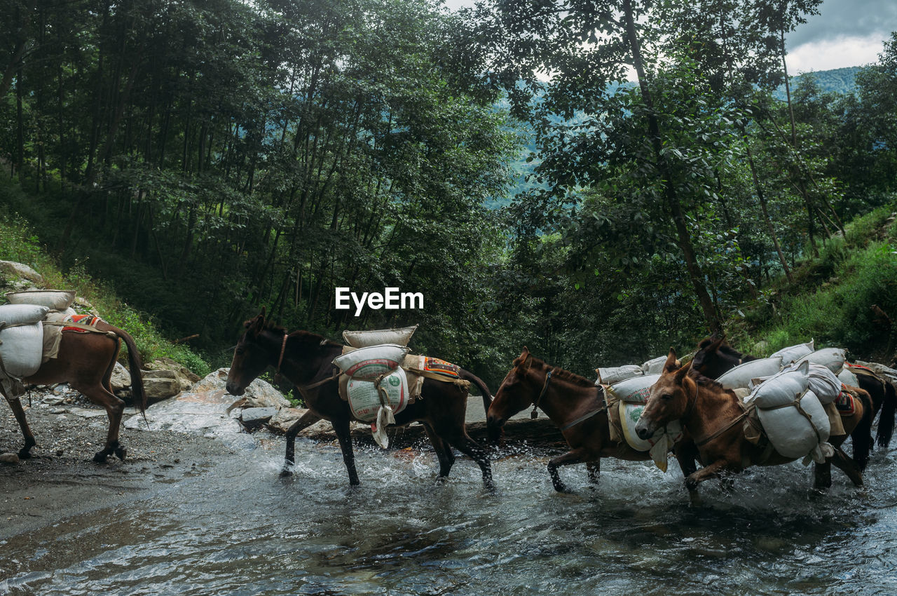 Horses carrying supply to villages through waterfall