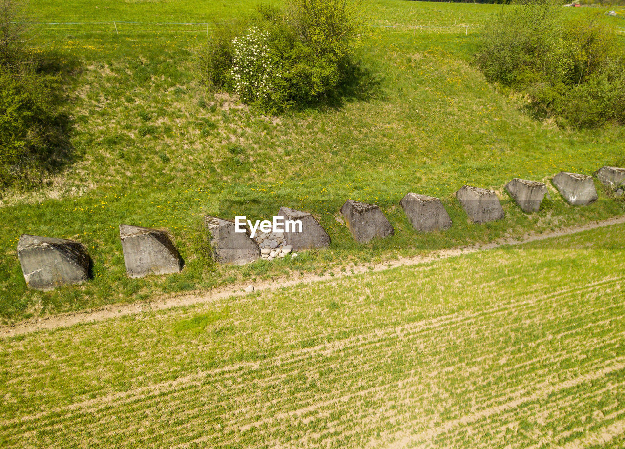 Plants growing on land