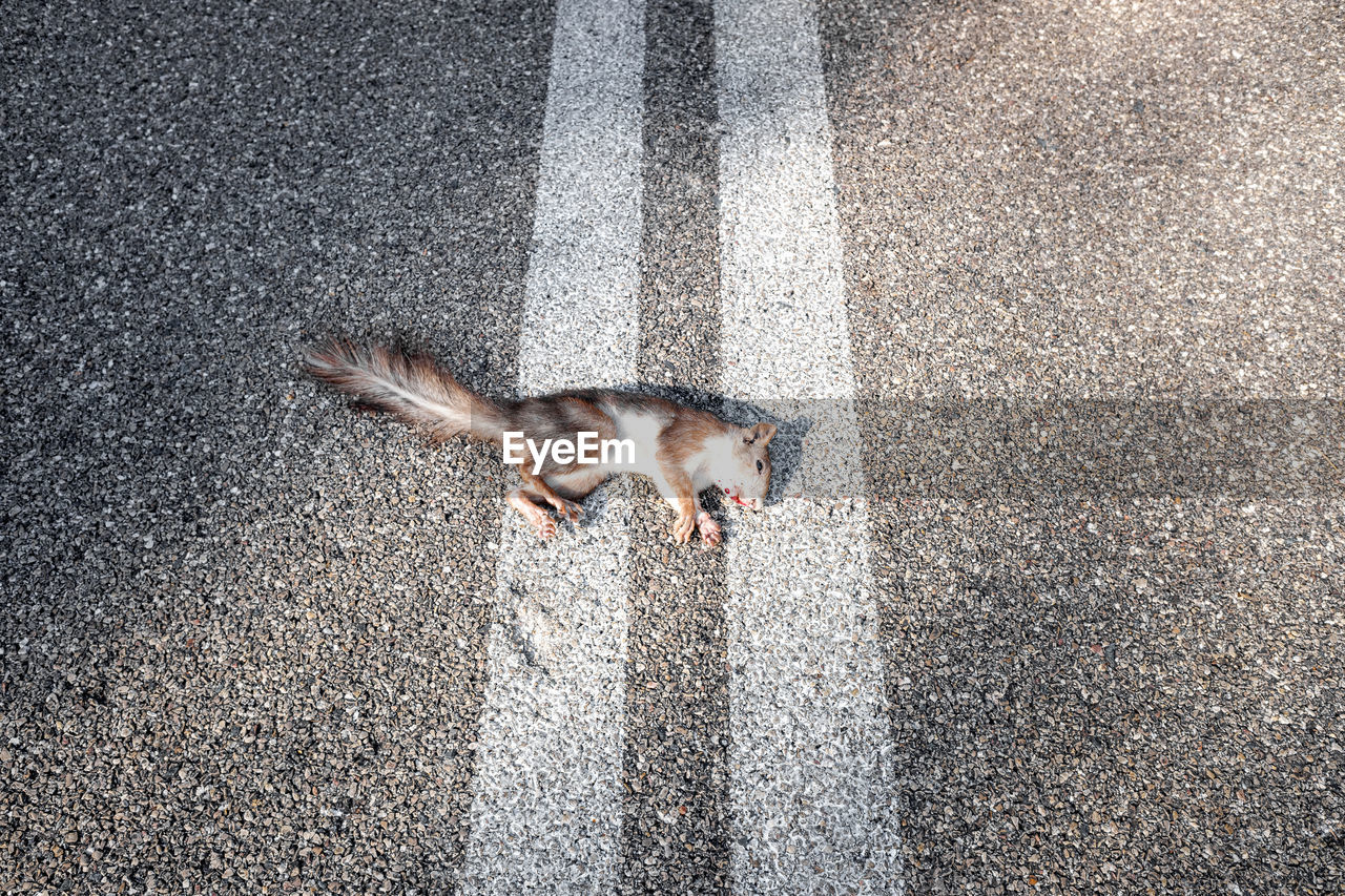 HIGH ANGLE VIEW OF CAT LOOKING AWAY ON ROAD