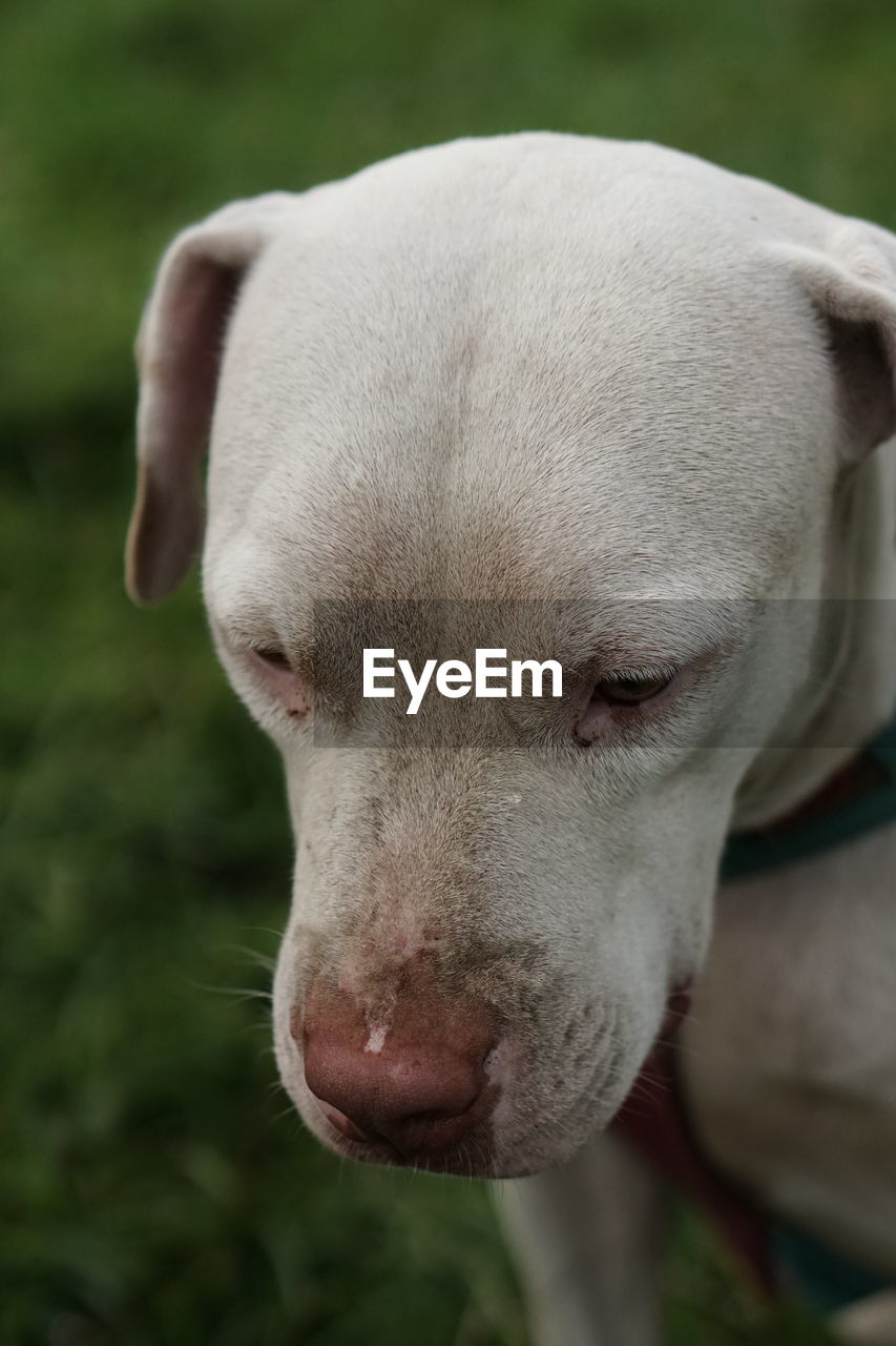 Close-up of dog on field