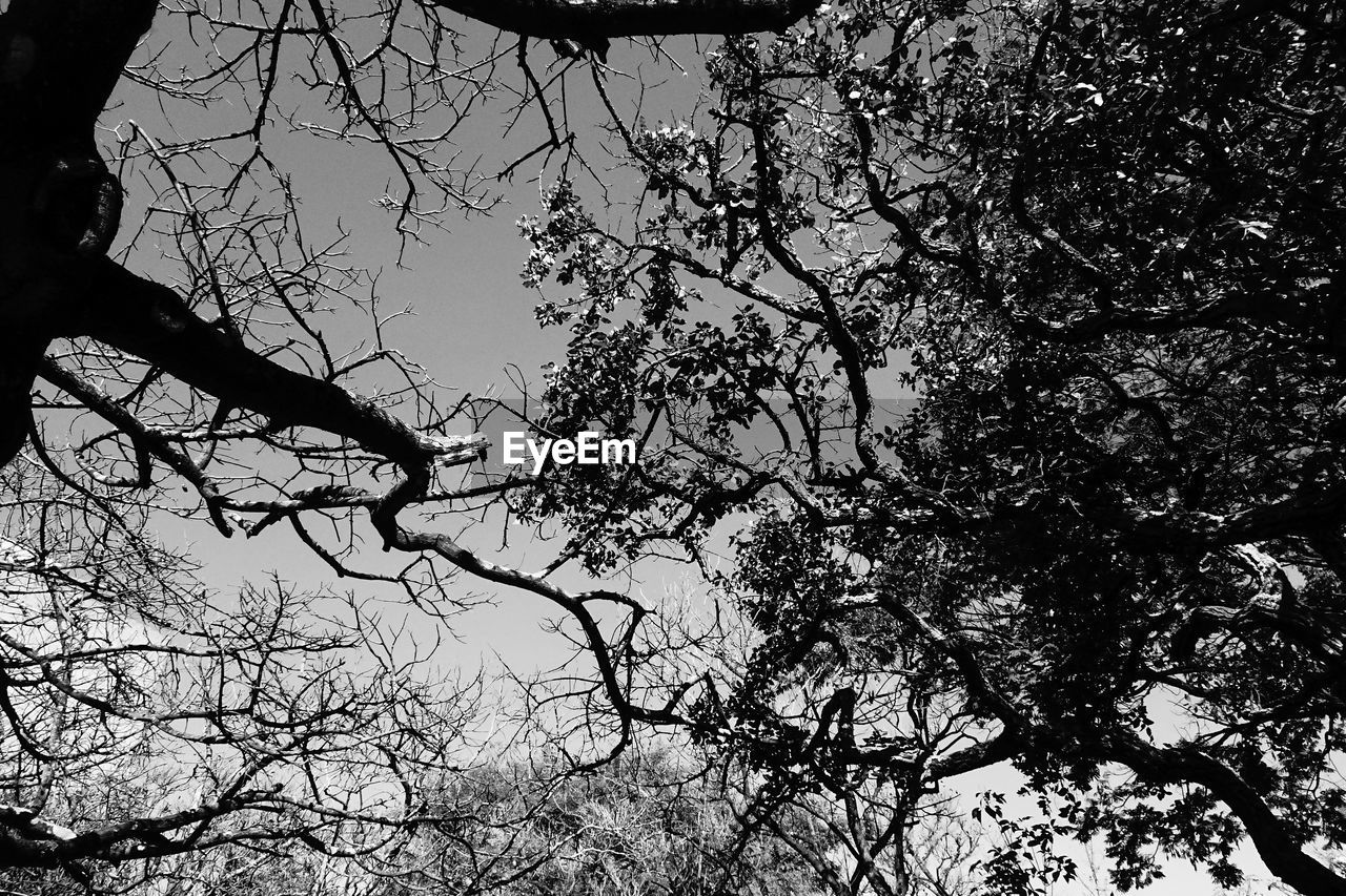 LOW ANGLE VIEW OF TREE AGAINST SKY