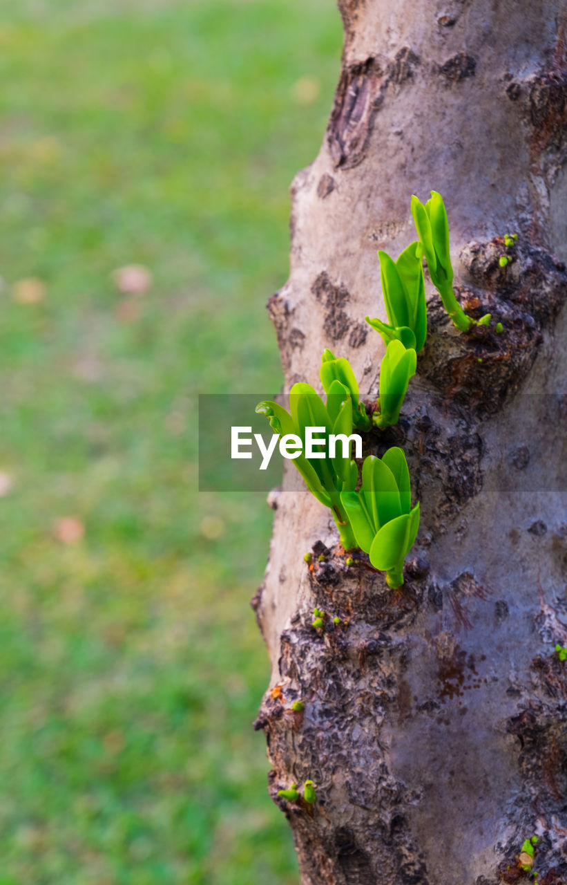 Close-up of plant growing on tree trunk