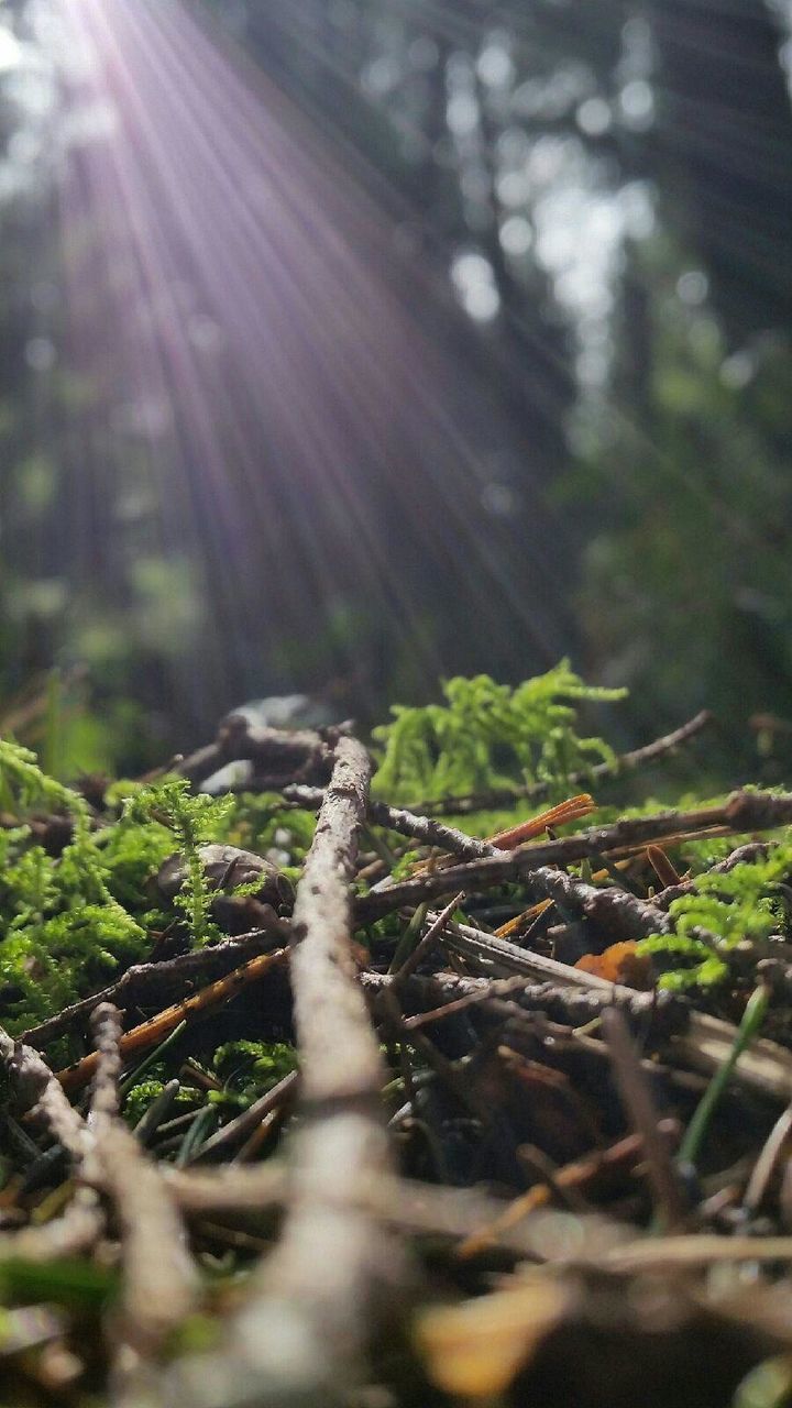 Close-up of sunbeam on sticks in forest