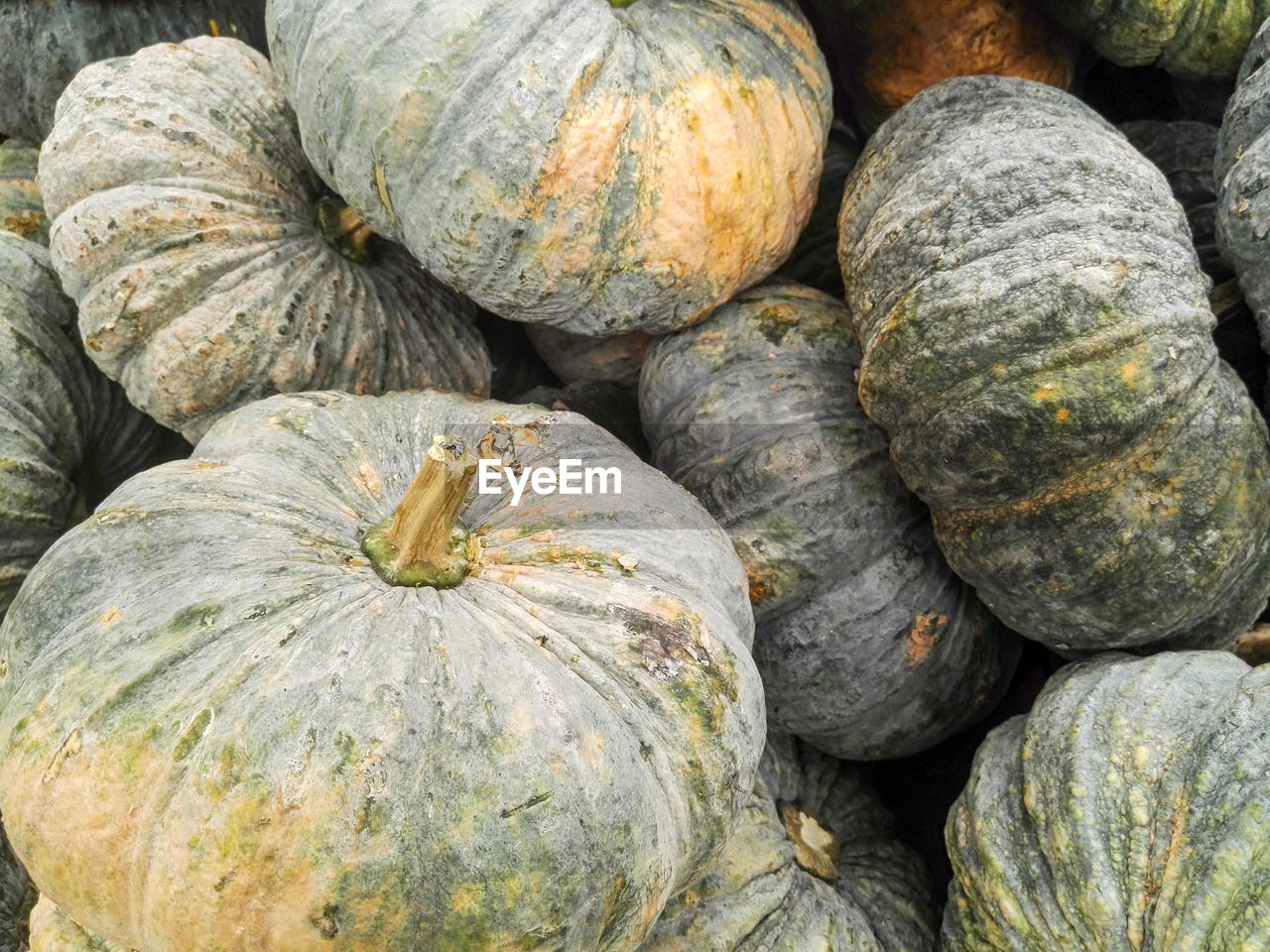 Group of pumpkin in the supermarket.