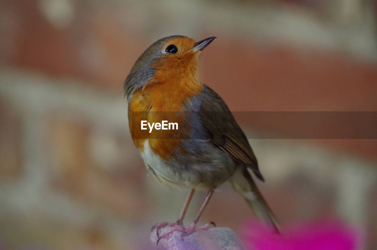 CLOSE-UP OF BIRD PERCHING