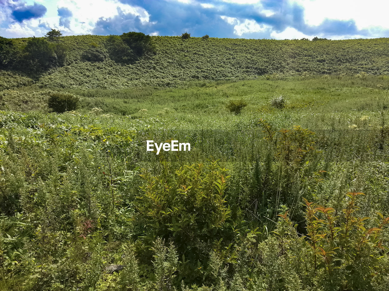 PLANTS GROWING ON LAND