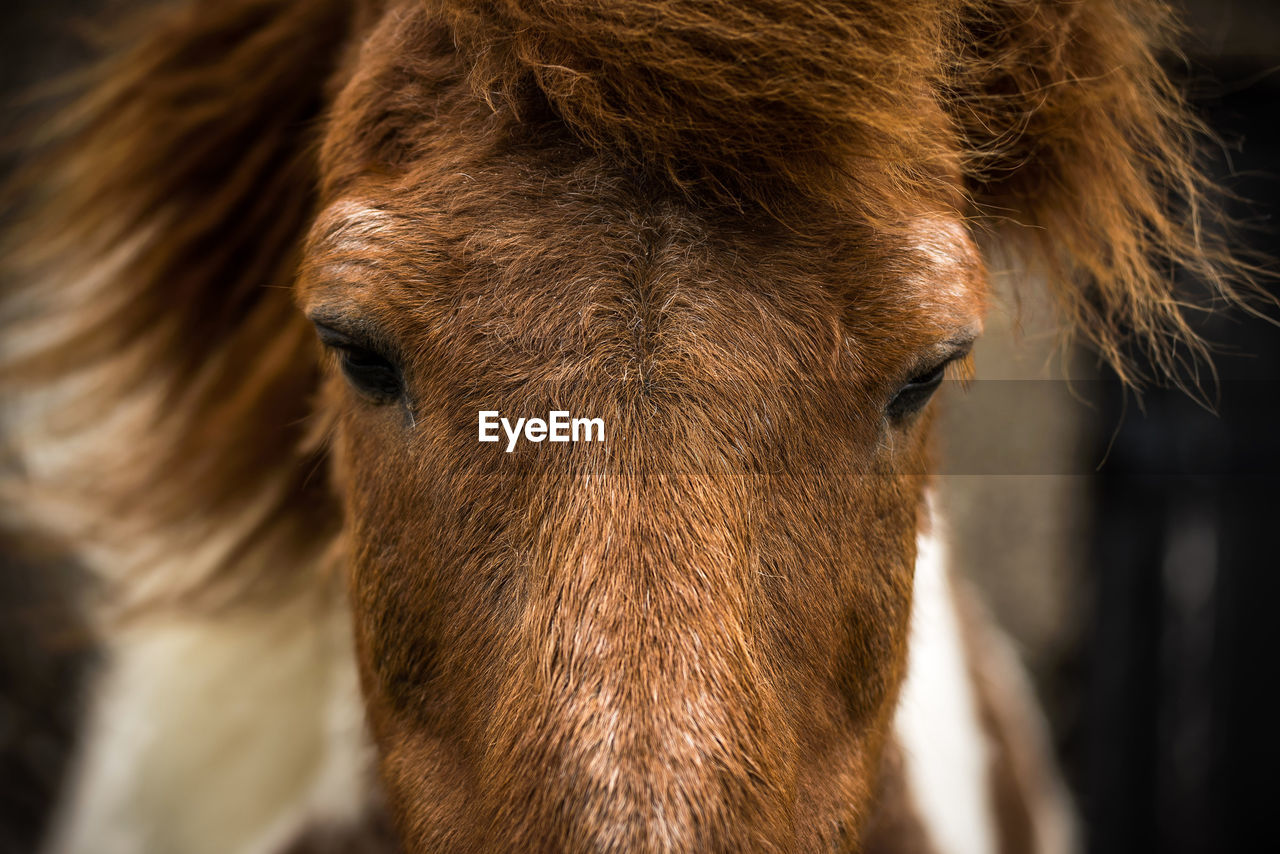 Close-up of a pony