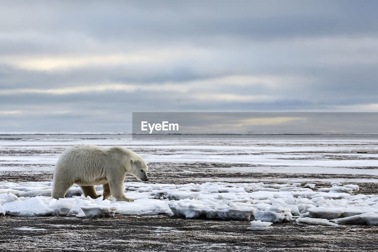 VIEW OF SHEEP ON SNOW COVERED SHORE