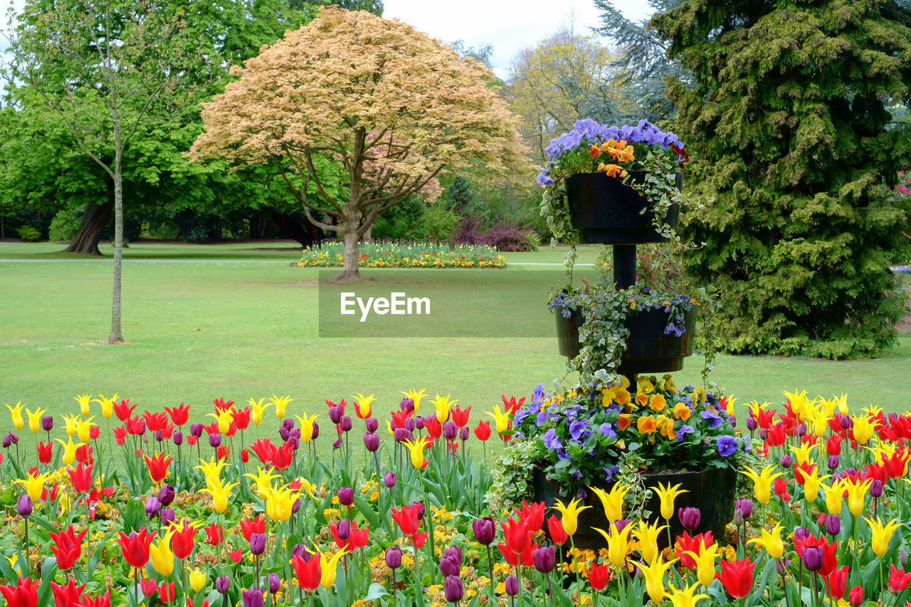 Multi colored flowers in park