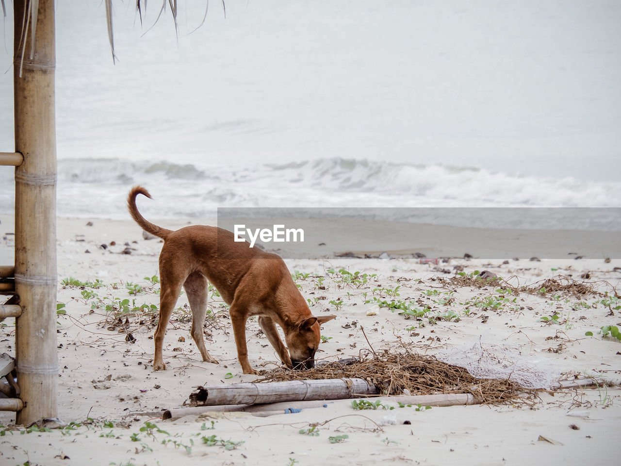 ELEPHANT STANDING ON BEACH