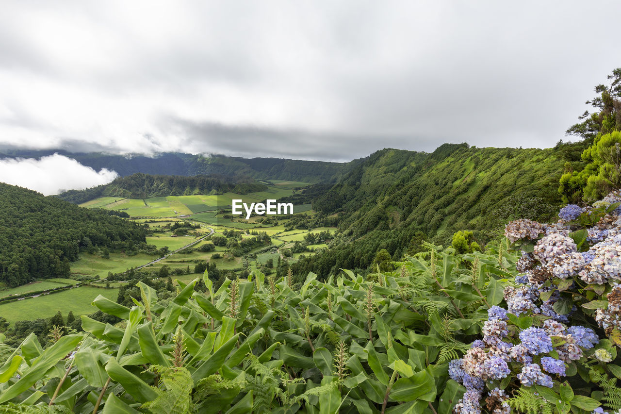 SCENIC VIEW OF FLOWERING PLANTS AGAINST SKY