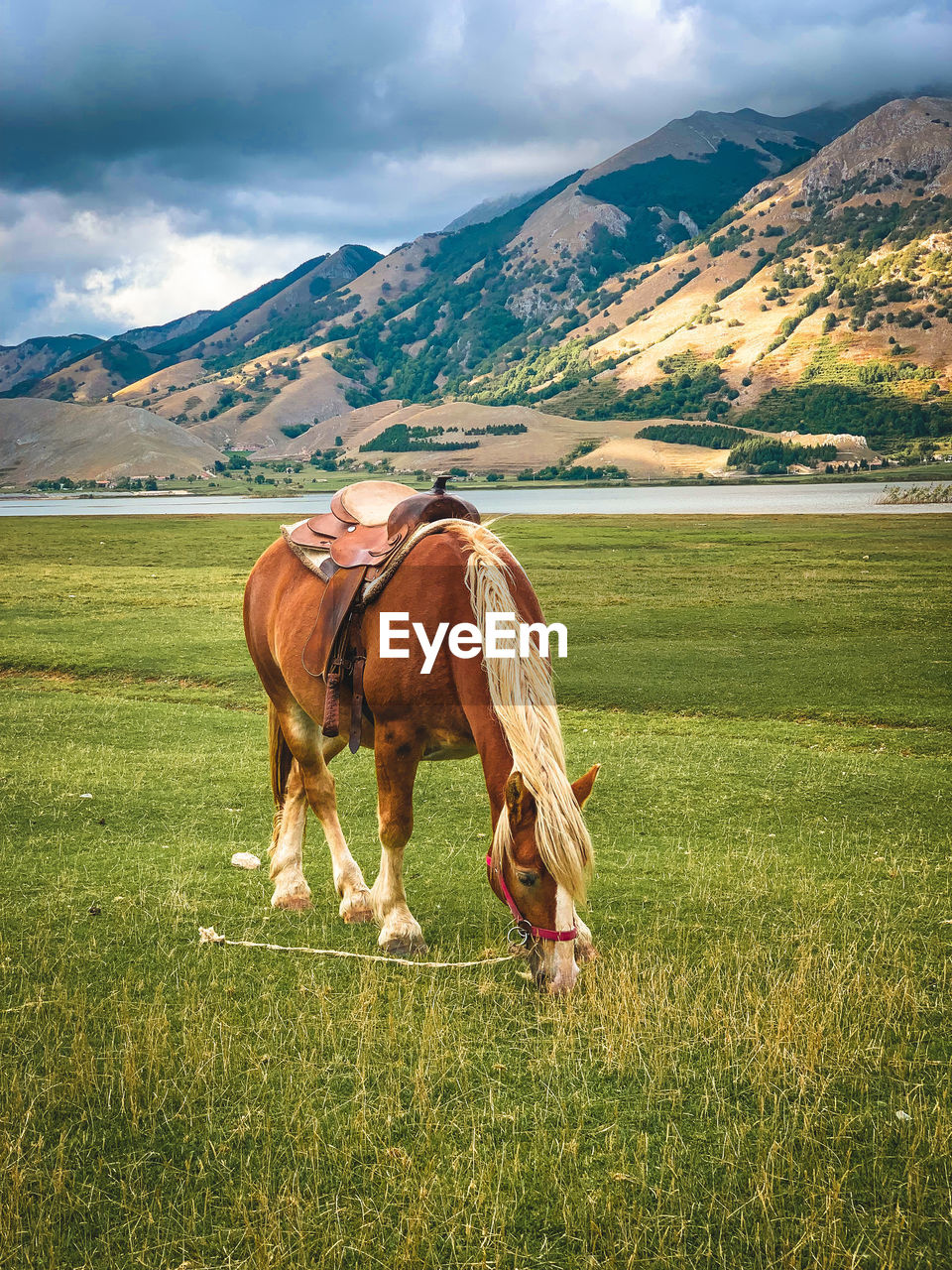 Horse grazing on field against mountain