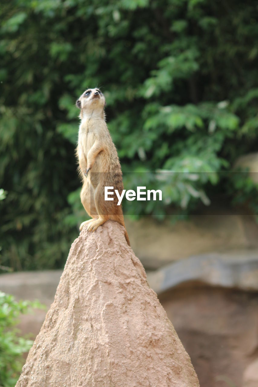 Meerkat sitting on rock