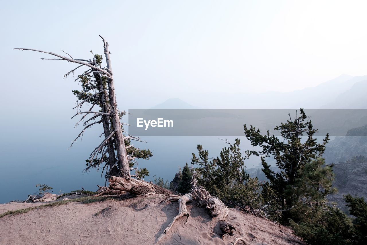 Dead tree on mountain against sky