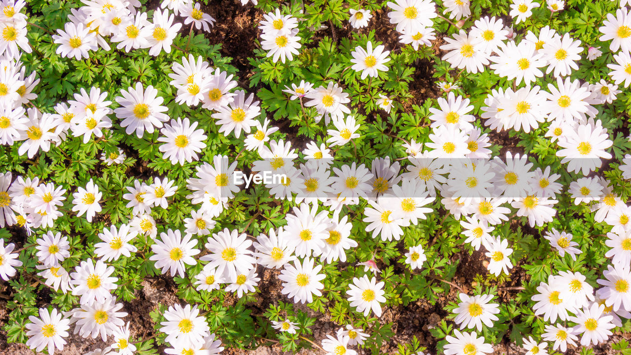 High angle view of white daisy flowers