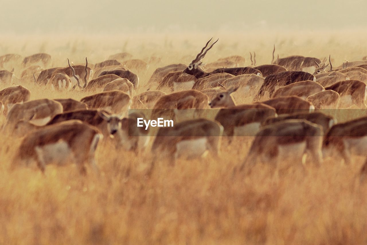 Close-up of black bucks on field