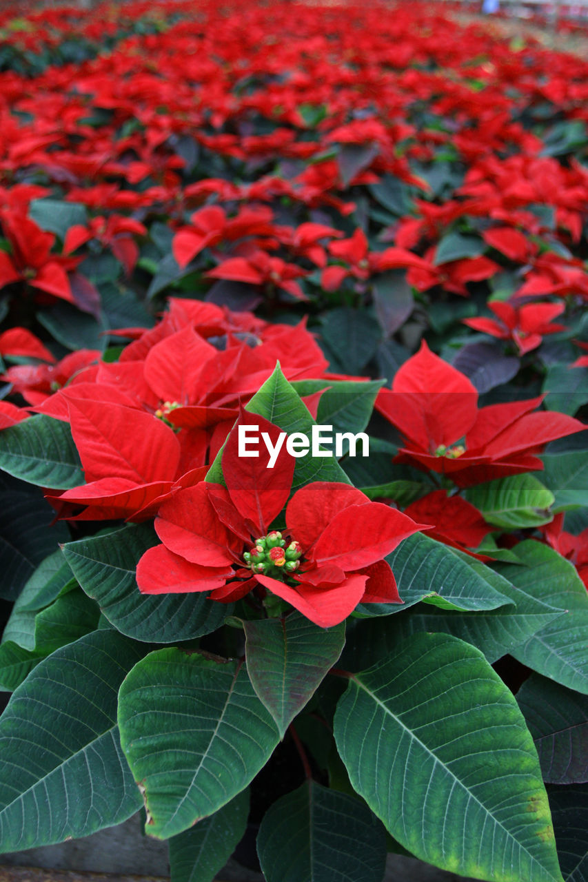 CLOSE-UP OF RED FLOWERS AND LEAVES