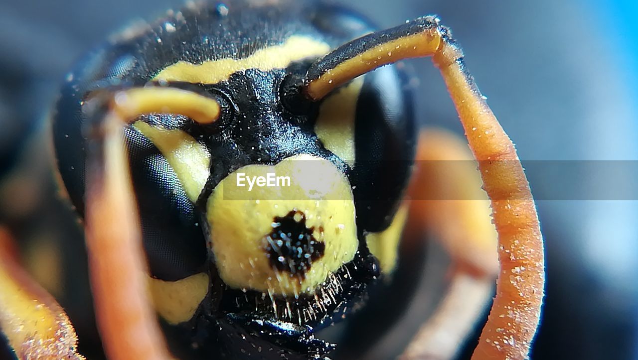 CLOSE-UP OF AN INSECT