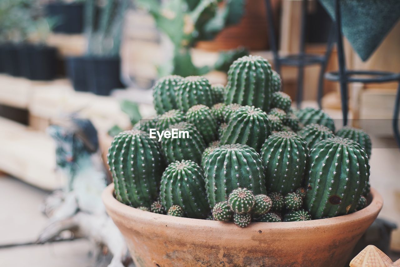 Close-up of barrel cactus outdoors