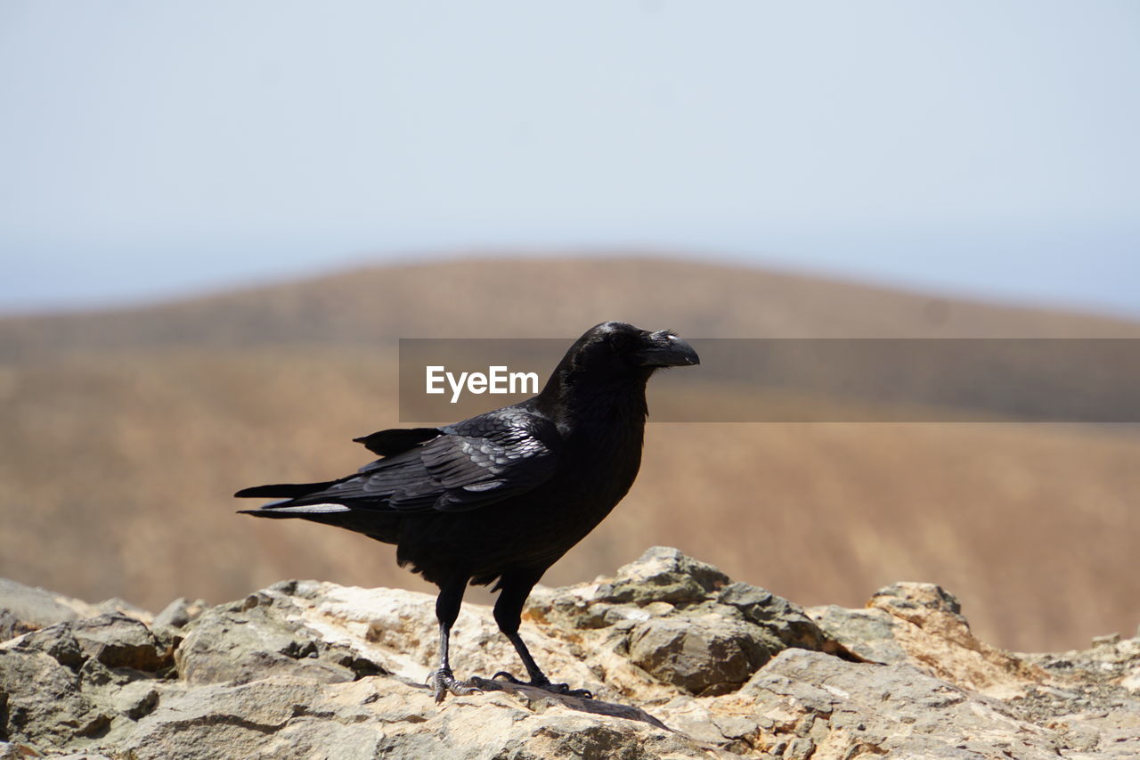 Bird perching on rock