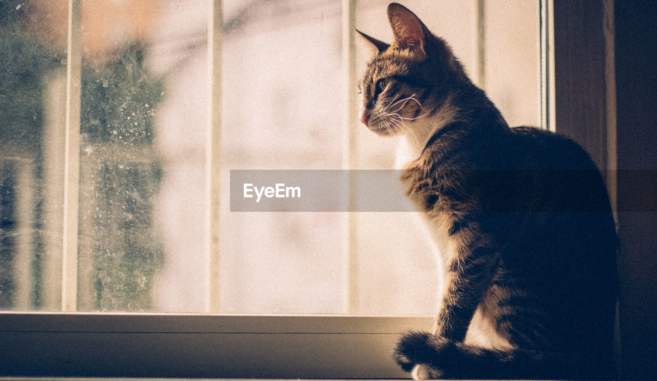 Close-up of cat sitting on window