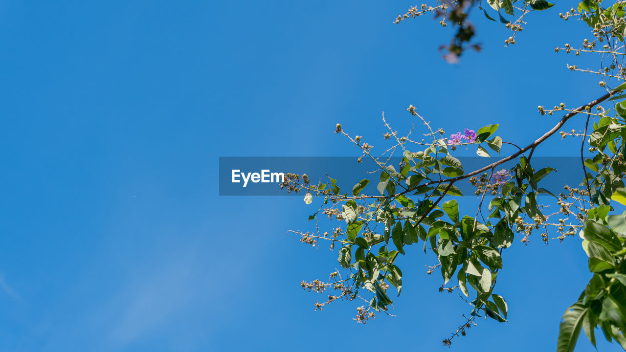 LOW ANGLE VIEW OF FLOWERING PLANT AGAINST CLEAR BLUE SKY