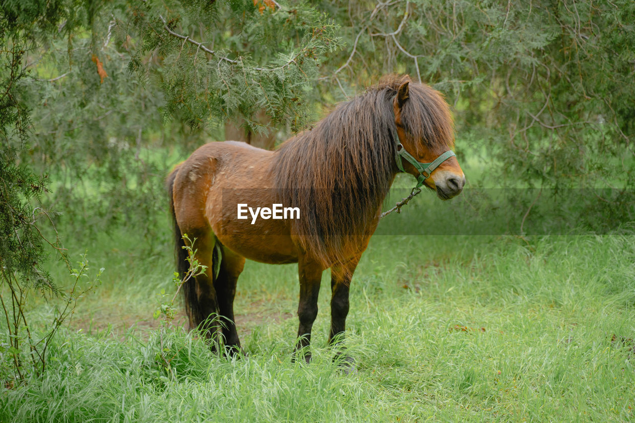 horse grazing on field