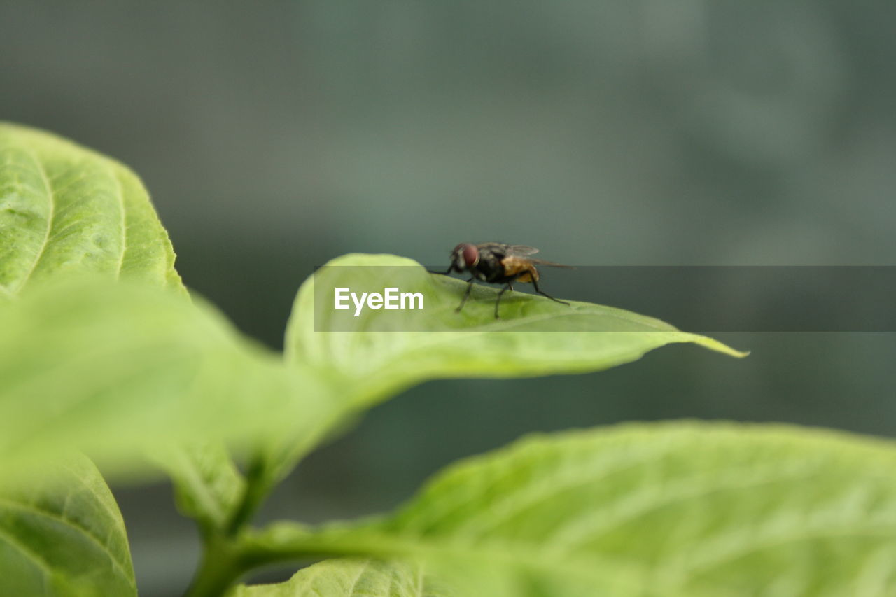 Housefly on leaf