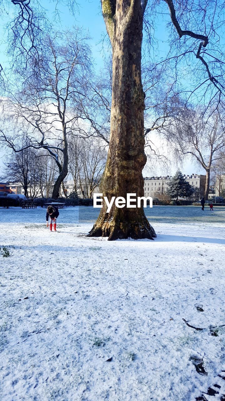 TREES ON SNOW COVERED LANDSCAPE