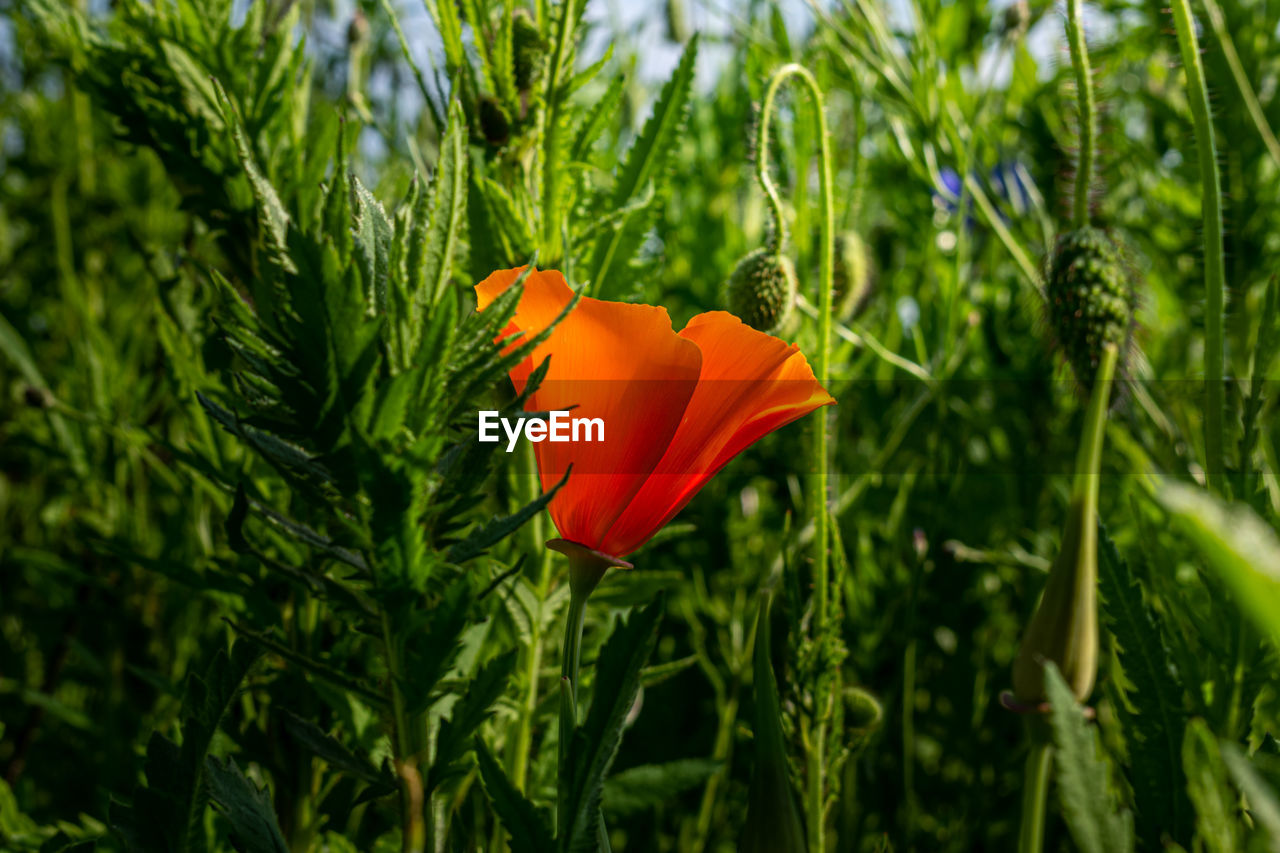 CLOSE-UP OF ORANGE FLOWERING PLANT ON FIELD