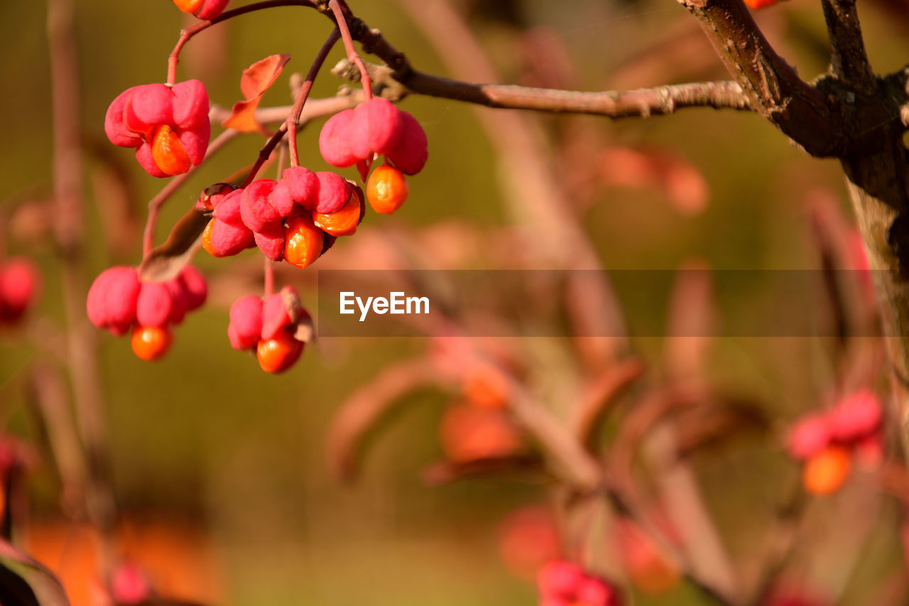 CLOSE-UP OF RED BERRIES ON TREE AGAINST BLURRED BACKGROUND