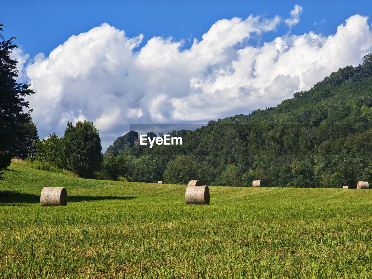 plant, landscape, land, environment, field, sky, rural scene, agriculture, tree, cloud, scenics - nature, pasture, nature, bale, grassland, hay, beauty in nature, farm, meadow, grass, tranquility, tranquil scene, hill, no people, rural area, green, crop, summer, plain, growth, idyllic, blue, non-urban scene, environmental conservation, social issues, outdoors, forest, sunlight, food and drink, harvesting, food, day, cereal plant, springtime, plateau, rolled up, flower, prairie, travel