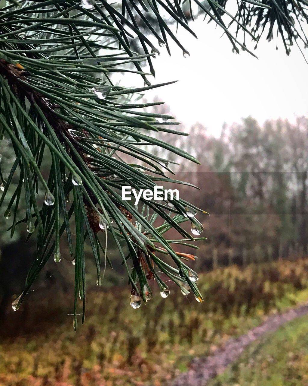 CLOSE-UP OF WET PINE TREE