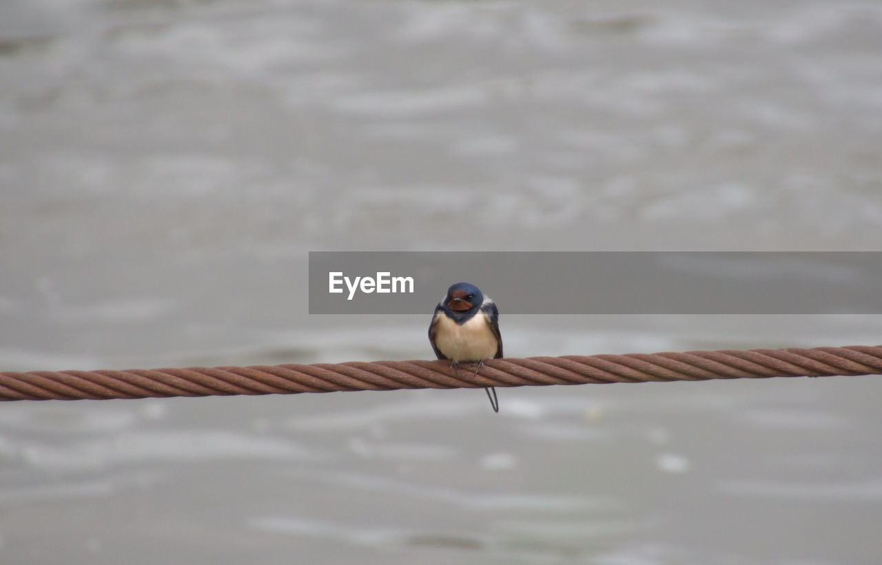 Close-up of bird perching on water