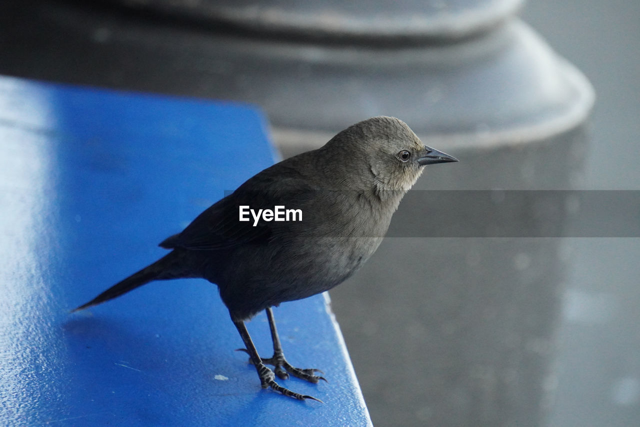 Close-up of bird perching