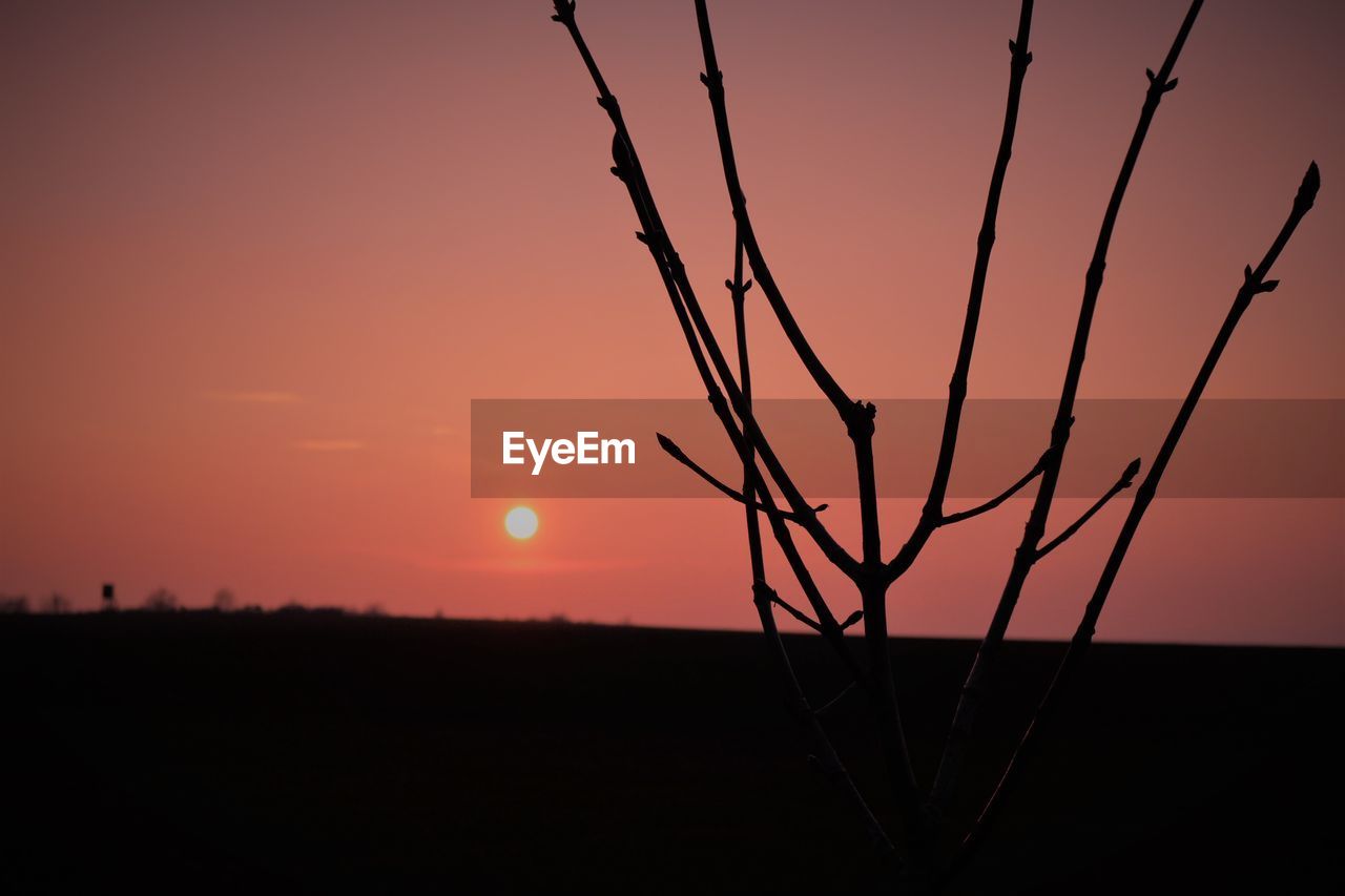 Close-up of silhouette tree against sky during sunset