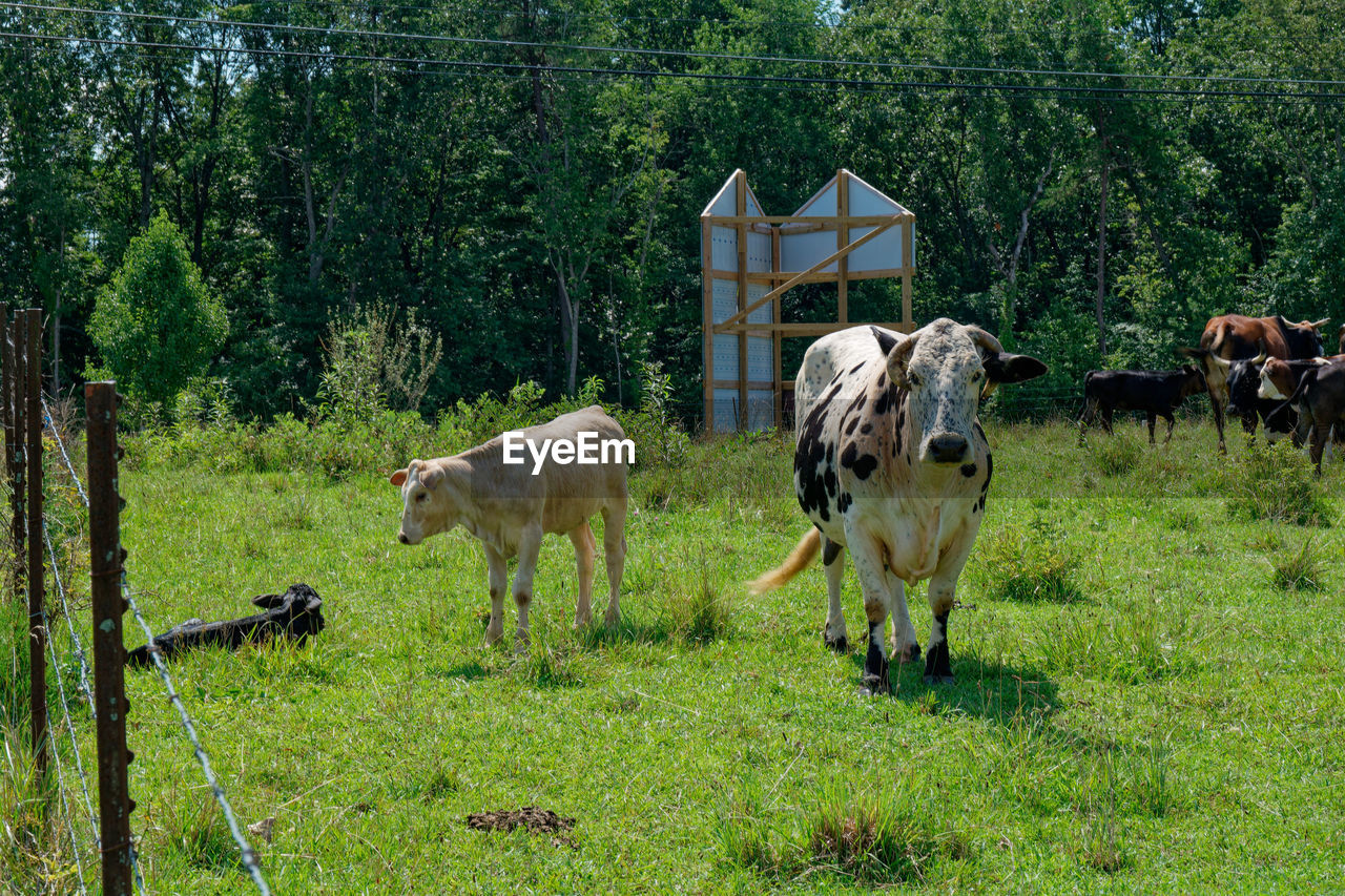 mammal, pasture, plant, animal, domestic animals, animal themes, livestock, pet, group of animals, grazing, meadow, grass, green, rural area, field, land, tree, nature, farm, cattle, agriculture, growth, no people, natural environment, day, cow, fence, herd, herbivorous, horse, animal wildlife, landscape, domestic cattle, outdoors, grassland, rural scene