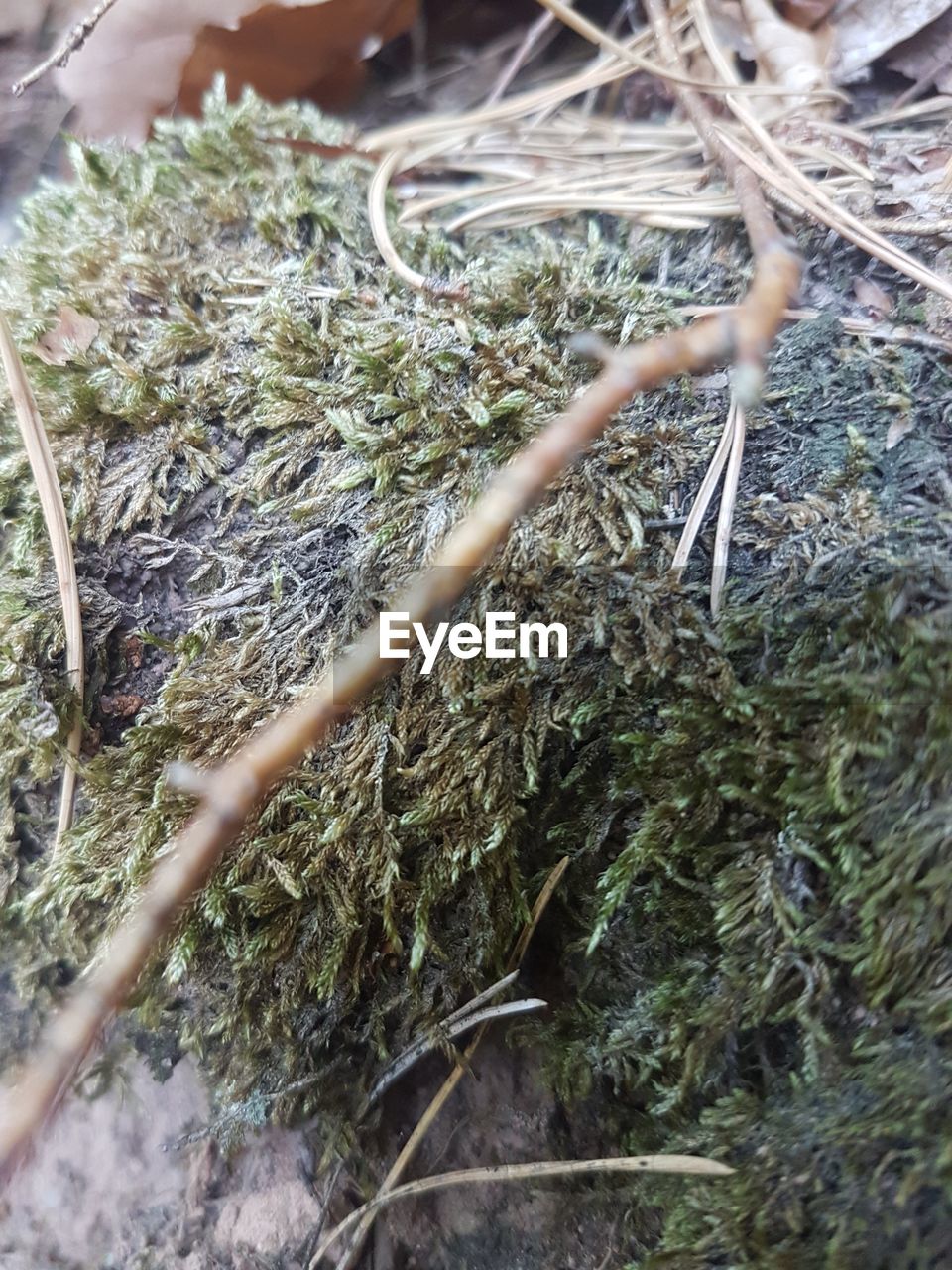 HIGH ANGLE VIEW OF DRIED LEAF ON PLANT