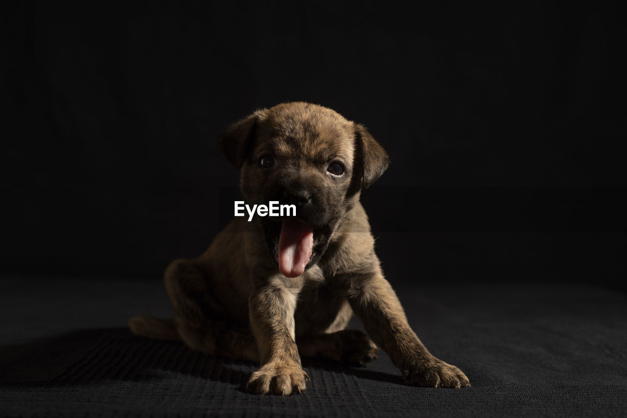 Puppy photo session - black background 