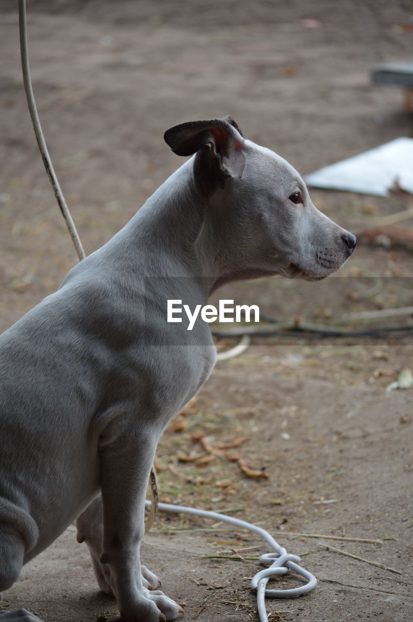 Close-up of dog sitting by cable on field