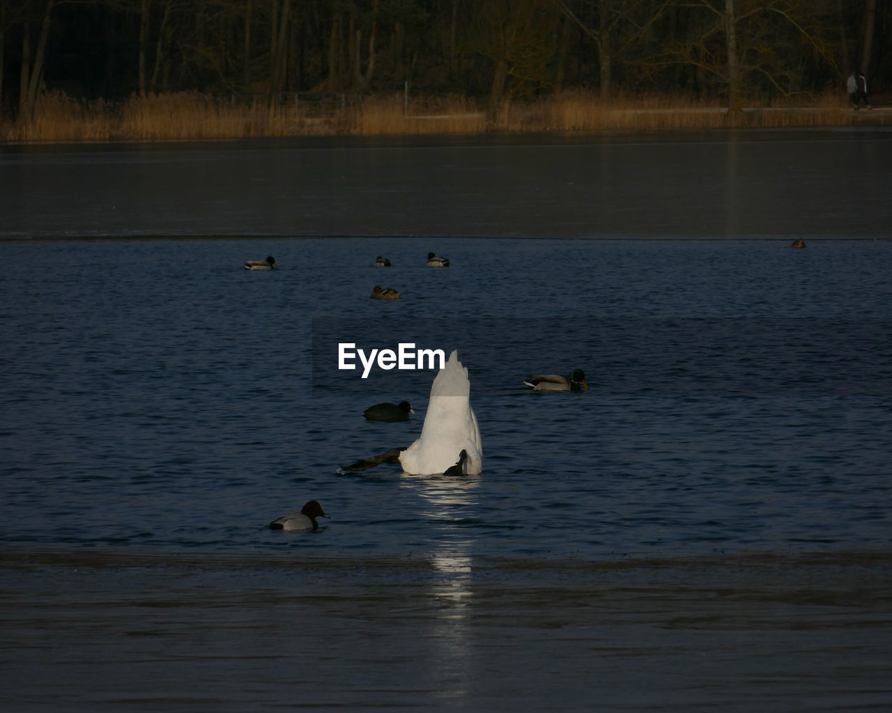 SWANS SWIMMING ON LAKE