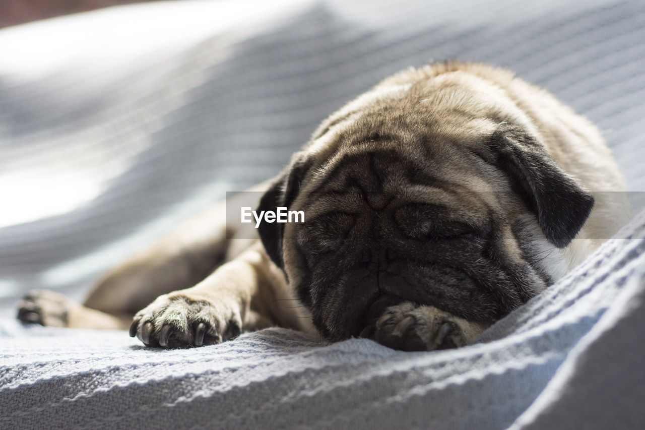 Close-up of dog sleeping