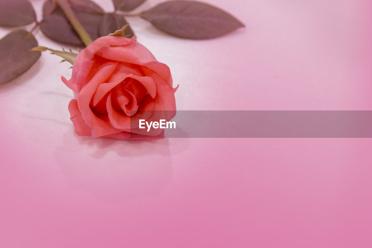 CLOSE-UP OF PINK ROSE FLOWER