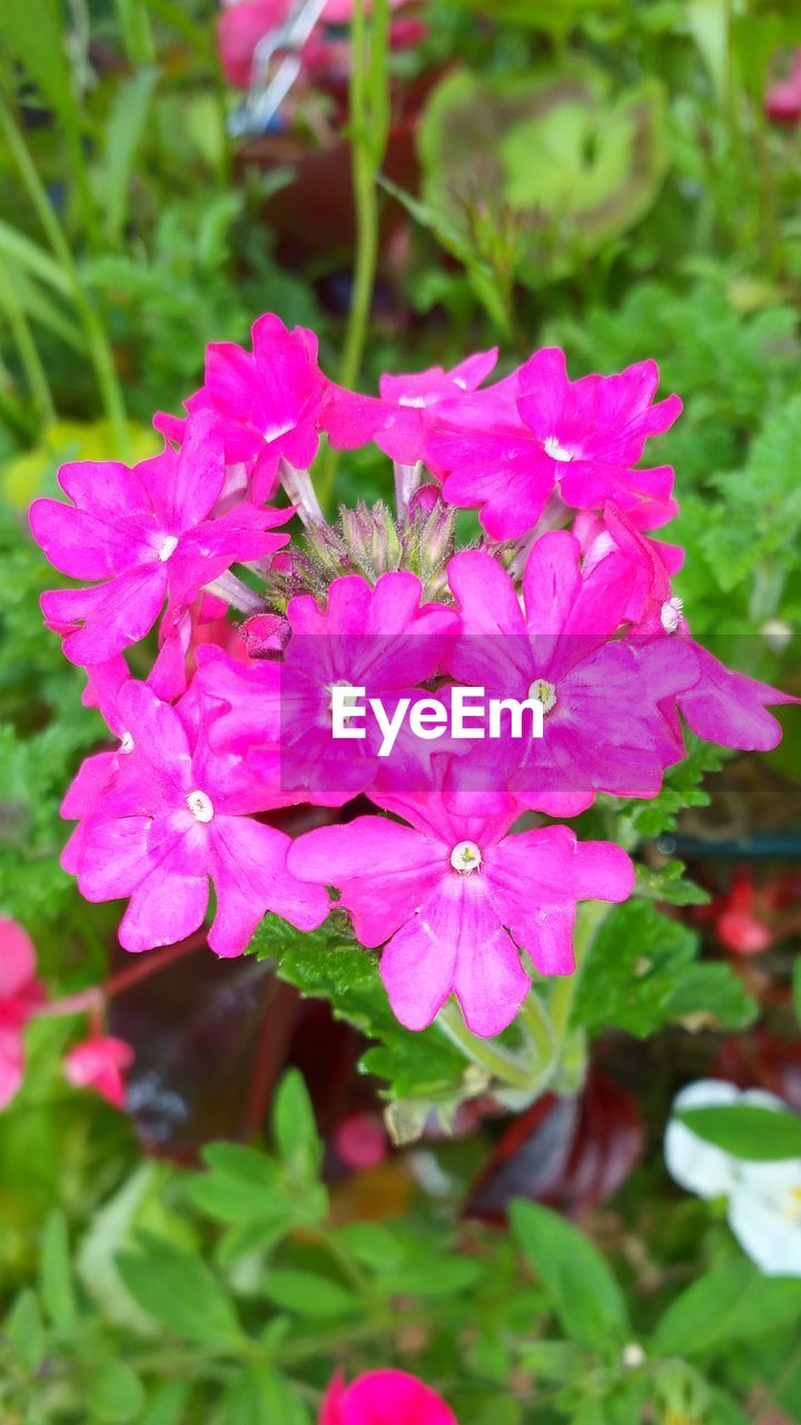 Close-up of pink flowers