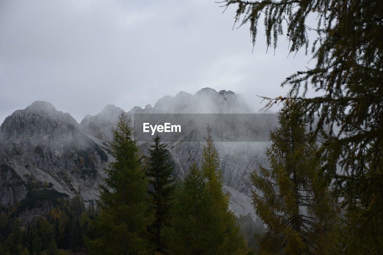 Panoramic view of pine trees and mountains against sky