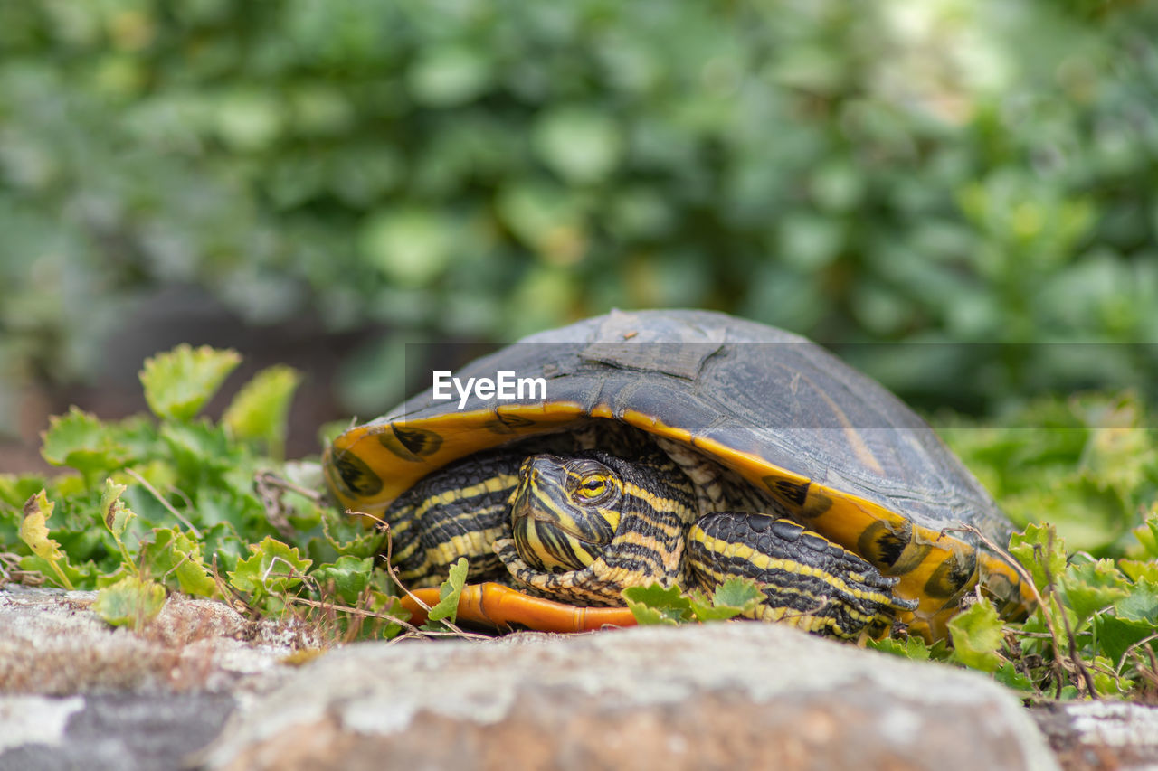 Portrait of freshwater pond turtle with yellow stripes and brown shell,exotic