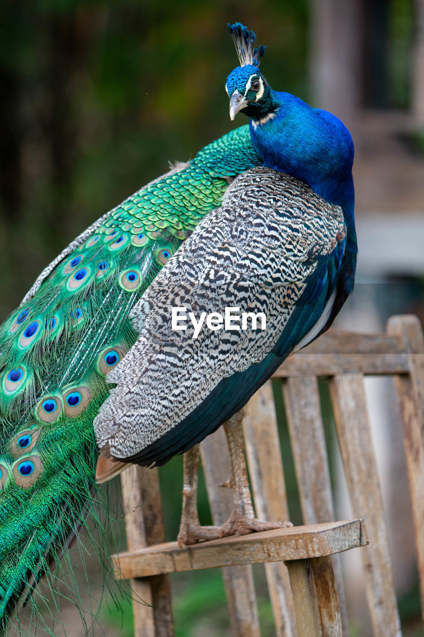 CLOSE-UP OF A PEACOCK ON WOOD