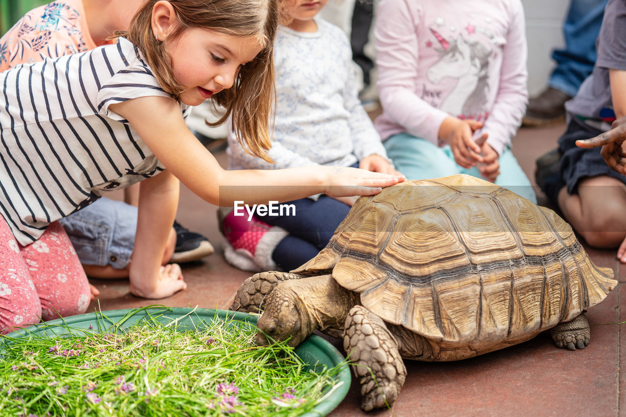 Boys and girls touching tortoise outdoors