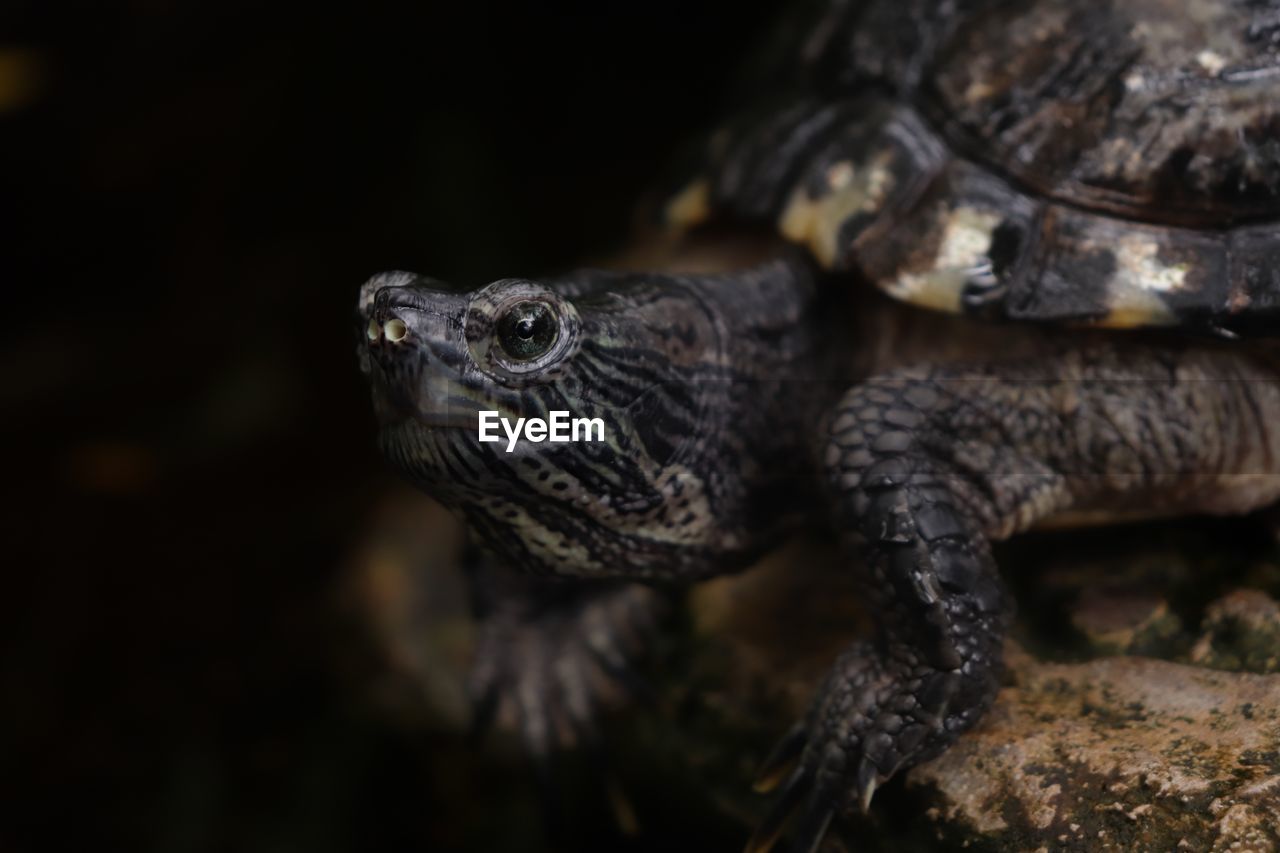 Close-up of turtle